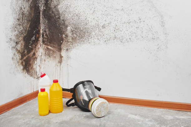 Best Emergency Mold Removal  in Long Creek, IL