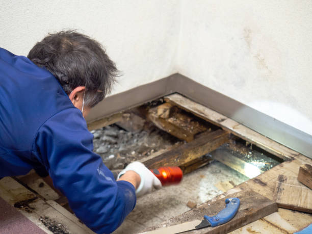 Best Attic Mold Removal  in Long Creek, IL