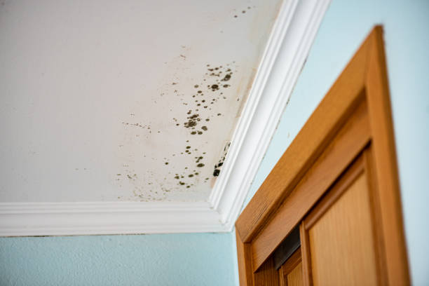 Mold Removal Process in Long Creek, IL