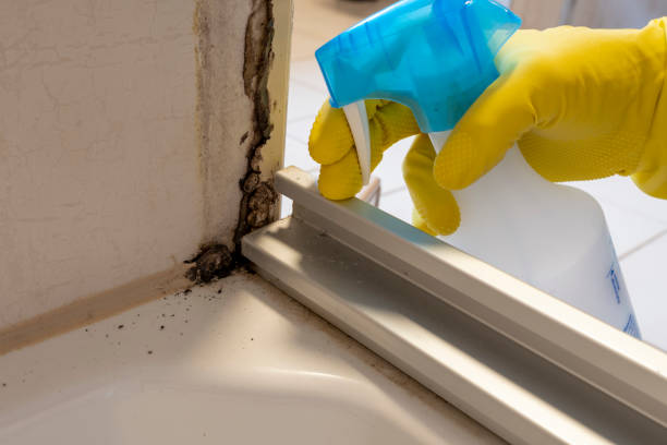 Best Office Mold Removal Services  in Long Creek, IL