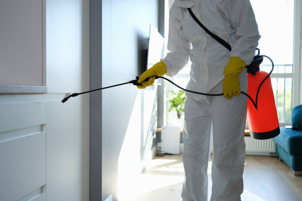 Best Toxic Mold Removal  in Long Creek, IL