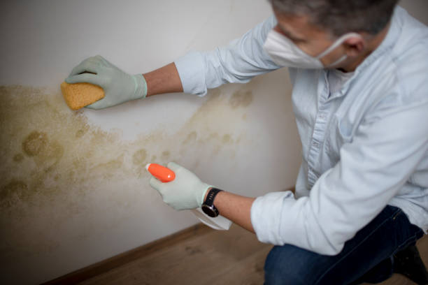 Best Mold Testing and Removal  in Long Creek, IL