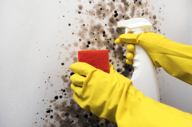 Attic Mold Removal in Long Creek, IL