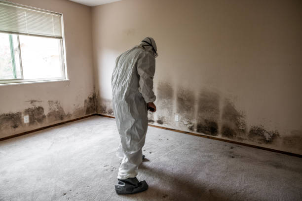 Best Mold Cleaning Services  in Long Creek, IL