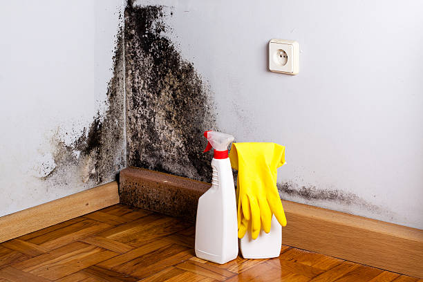Best Professional Mold Removal  in Long Creek, IL