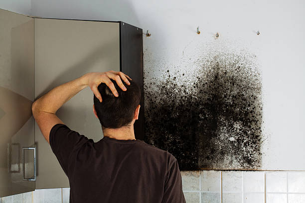 Mold Testing and Removal in Long Creek, IL