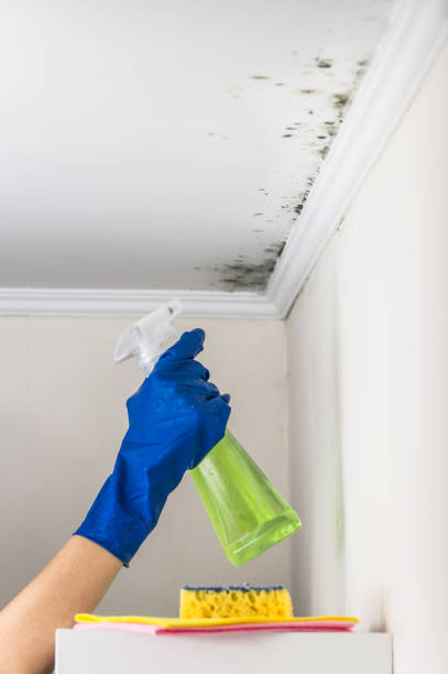 Best Mold Removal Specialists  in Long Creek, IL