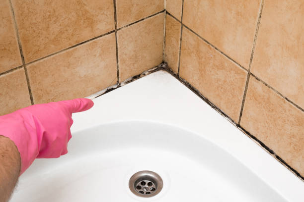 Best Fast Mold Removal  in Long Creek, IL